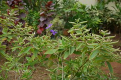 Tibouchina urvilleana